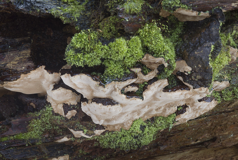 Phellinus nigrolimitatus